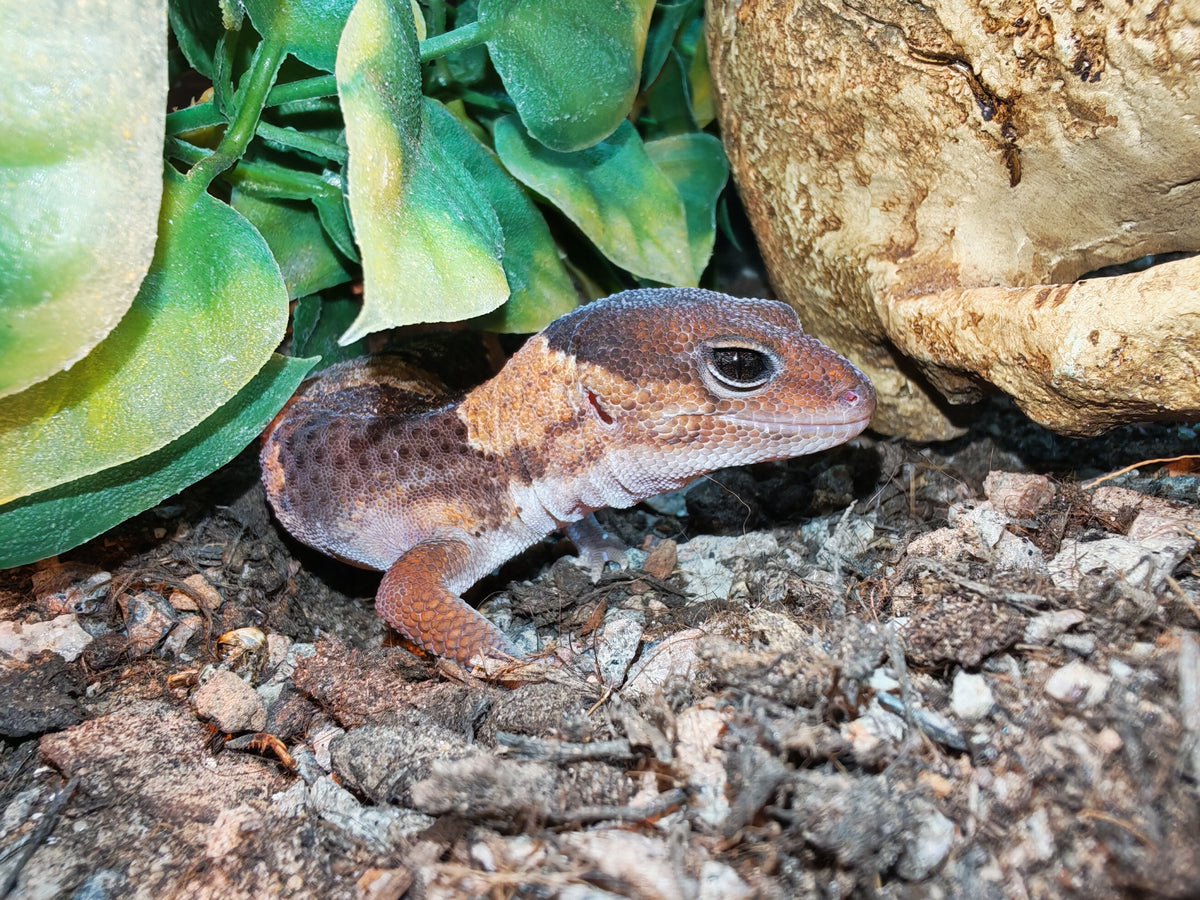 African Fat-Tailed Gecko| The Reptile Realm