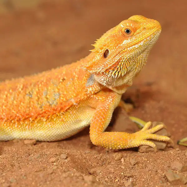 HabiStat Bearded Dragon Bedding The Reptile Realm