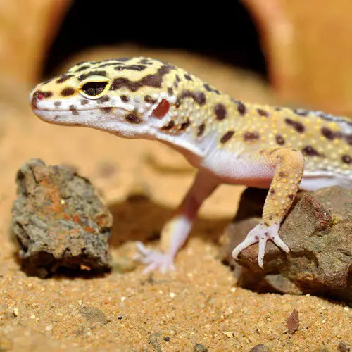 HabiStat Leopard Gecko Bedding | The Reptile Realm