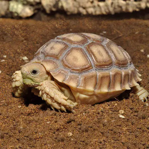HabiStat Tortoise Bedding, 10Kg The Reptile Realm