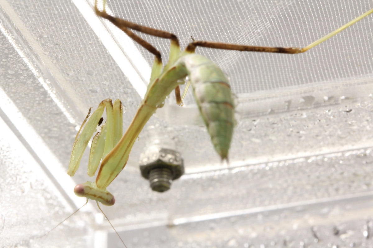 Giant Asian Mantis | The Reptile Realm