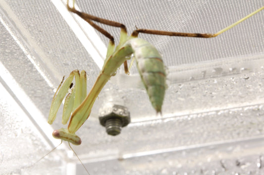 Giant Asian Mantis | The Reptile Realm
