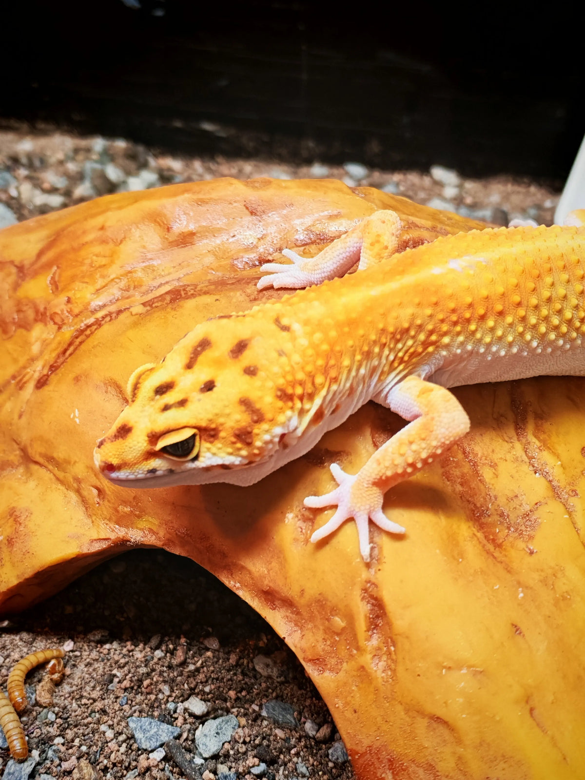 Leopard Gecko (Mixed Morphs) | The Reptile Realm