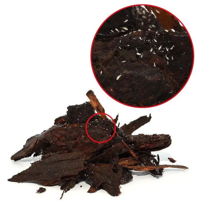 Reptile Springtails 80G | The Reptile Realm