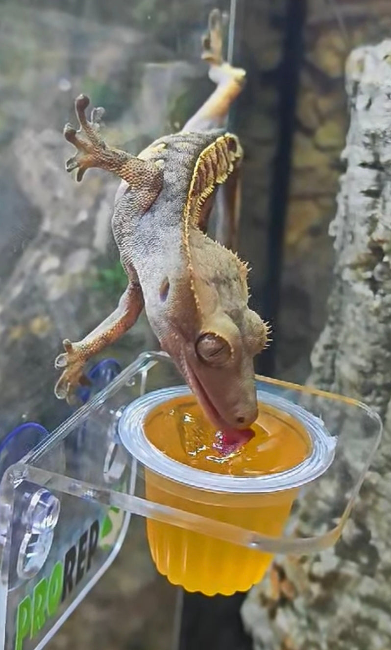 Crested Gecko (Correlophus ciliatus)