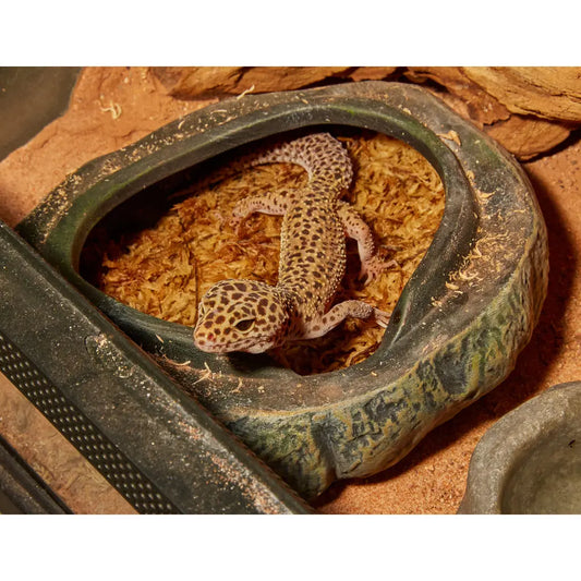 Zoo Med Repti Shelter 3 in 1 Cave The Reptile Realm
