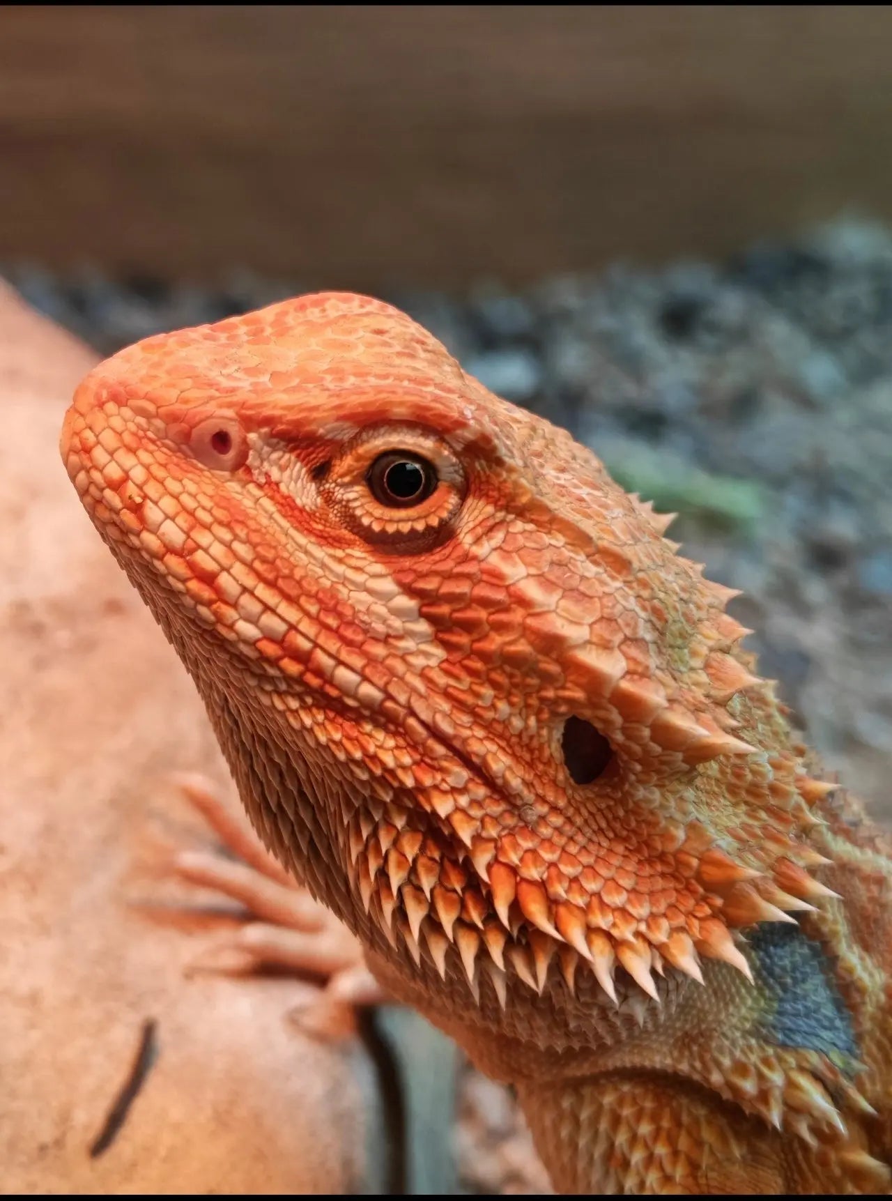 Close-up of a healthy bearded dragon face, a popular reptile for sale in reptiles & amphibians collections