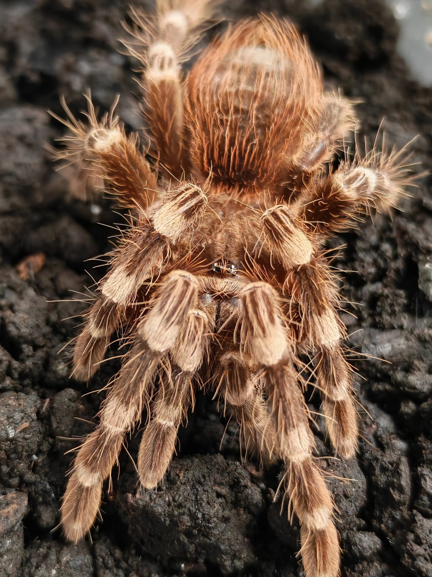 Close-up of a brown tarantula with hairy legs on dark soil substrate