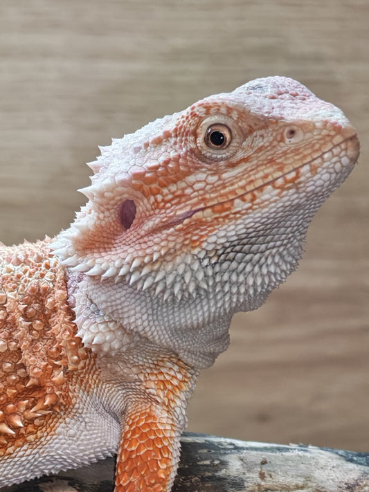 Bearded Dragons