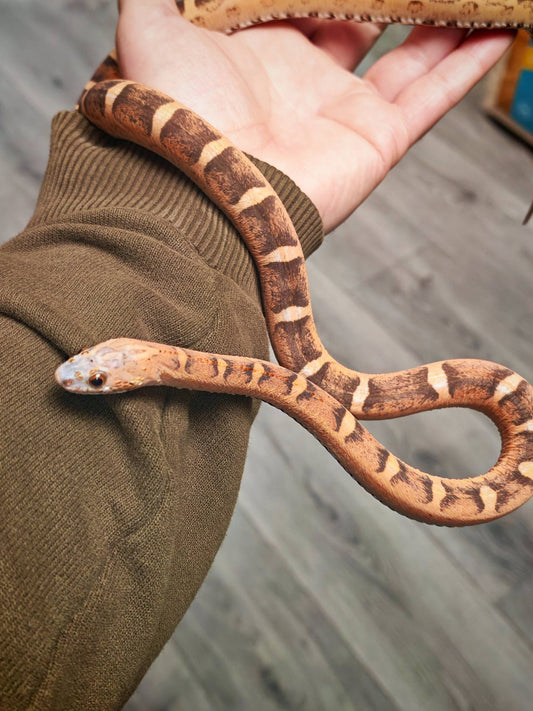 Corn Snake - CB 24 Scaleless Wildtype (Male)