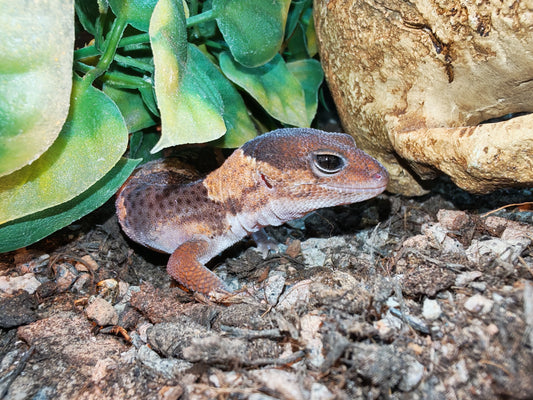 African Fat-Tailed Gecko| The Reptile Realm