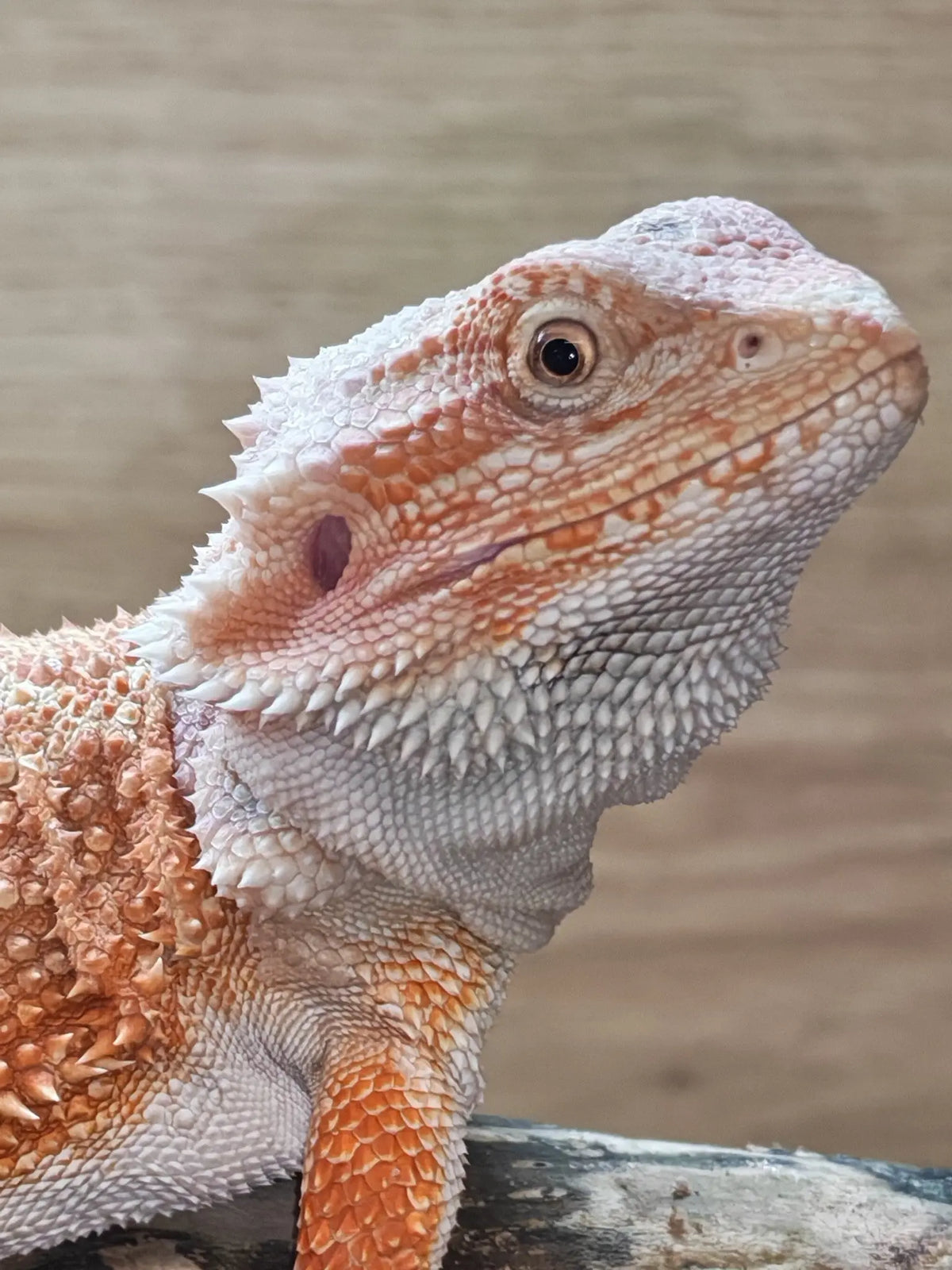 Bearded Dragons | The Reptile Realm