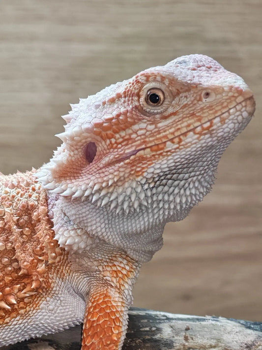 Bearded Dragons | The Reptile Realm