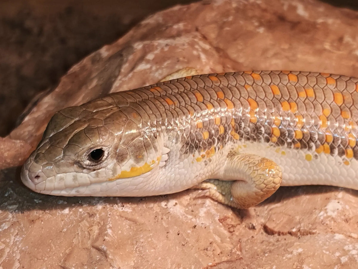 Berber Skink | The Reptile Realm