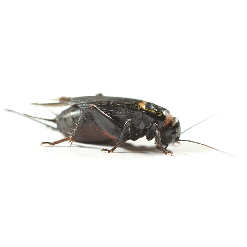 Black Crickets | The Reptile Realm