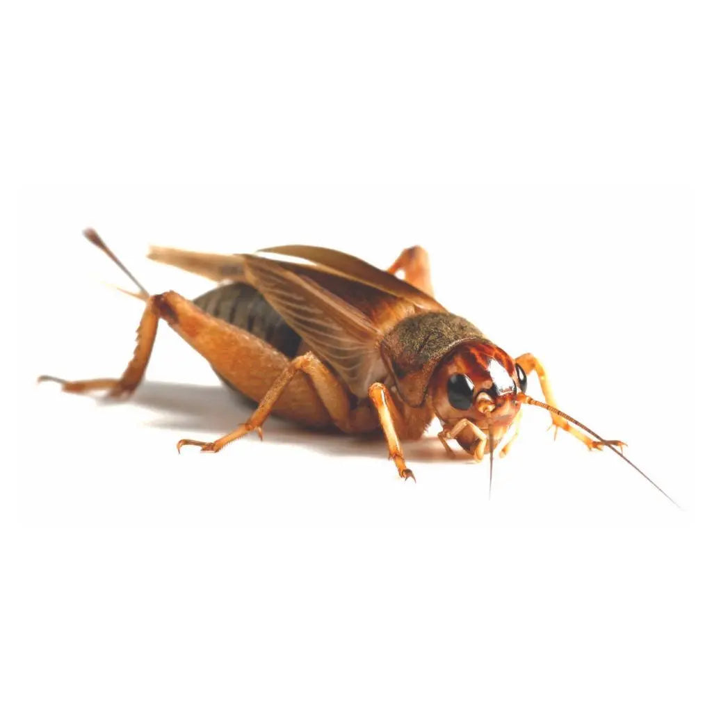 Brown Crickets | The Reptile Realm