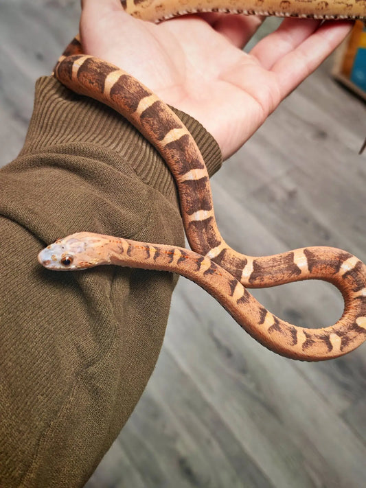 Corn Snake - CB 24 Scaleless Wildtype (Male) | The Reptile Realm