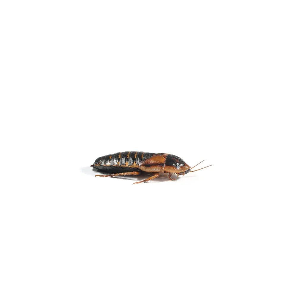 Dubia Roaches | The Reptile Realm