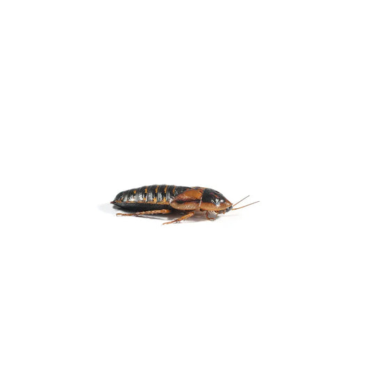 Dubia Roaches | The Reptile Realm