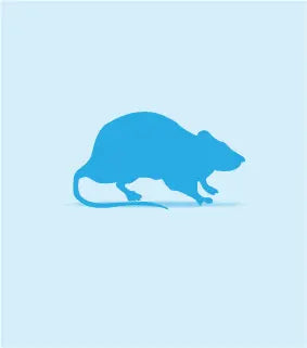 Frozen Rats | The Reptile Realm
