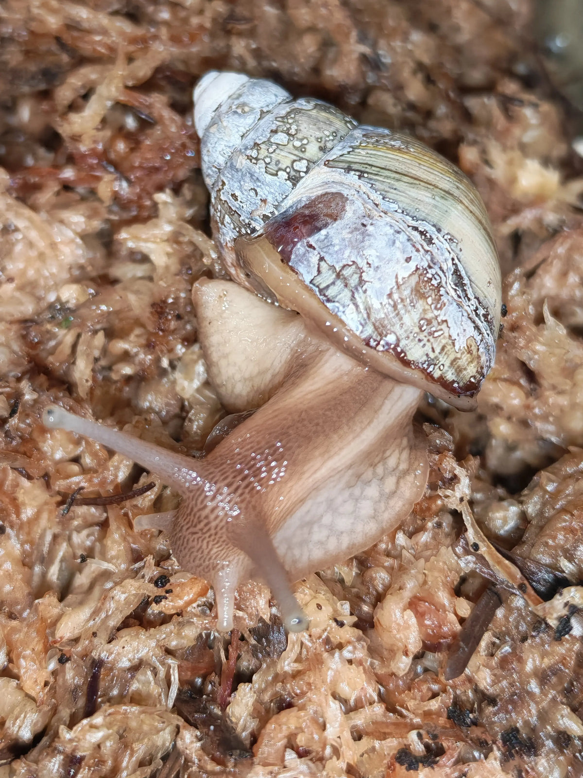 Giant African Land Snails (Up to 1CM) | The Reptile Realm