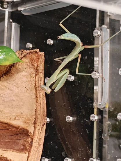 Giant Asian Mantis | The Reptile Realm