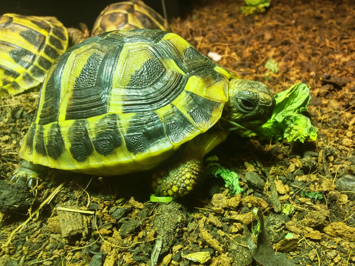 Herman Tortoise | The Reptile Realm