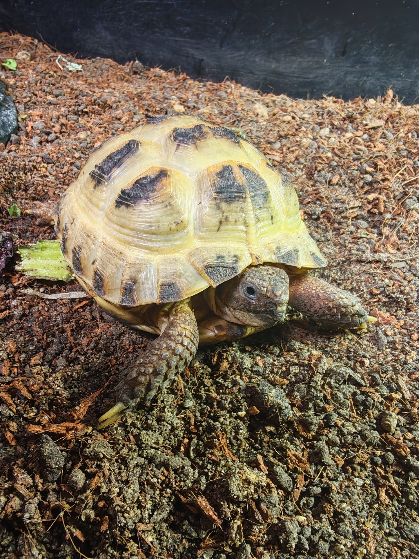 Horsfield Tortoise | The Reptile Realm