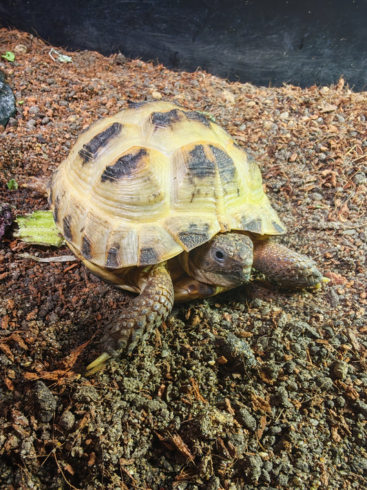 Horsfield Tortoise | The Reptile Realm