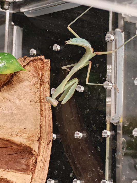 Giant Asian Mantis With starter Kit (Acrylic Enclosure)