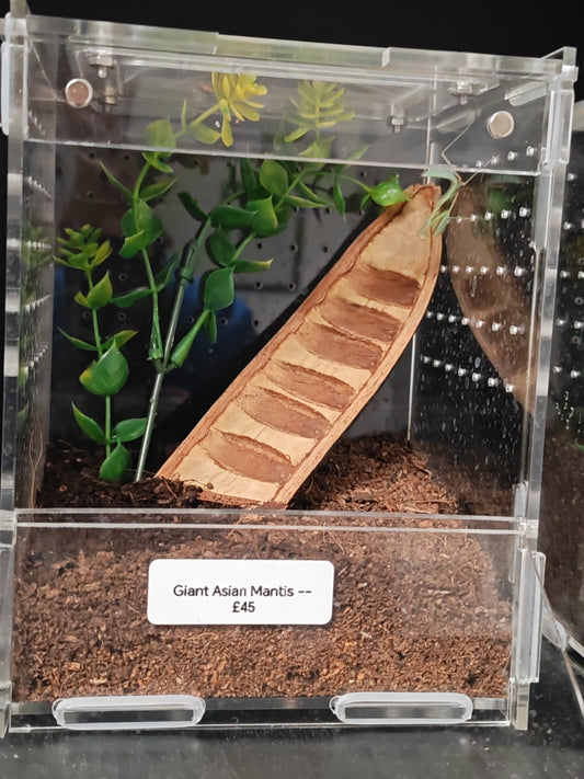 Giant Asian Mantis With starter Kit (Acrylic Enclosure)
