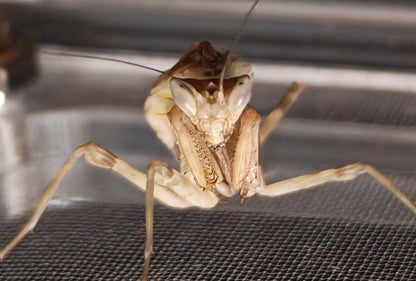 Yunan Flower Mantis With Starter Kit (Acrylic Enclosure)