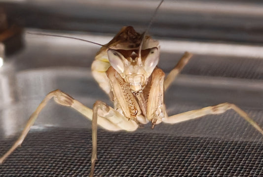 Yunan Flower Mantis With Starter Kit (Acrylic Enclosure)