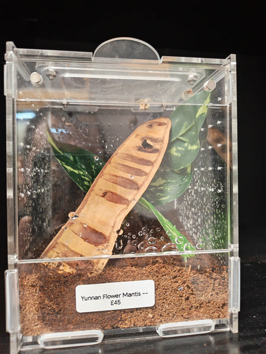 Yunan Flower Mantis With Starter Kit (Acrylic Enclosure)