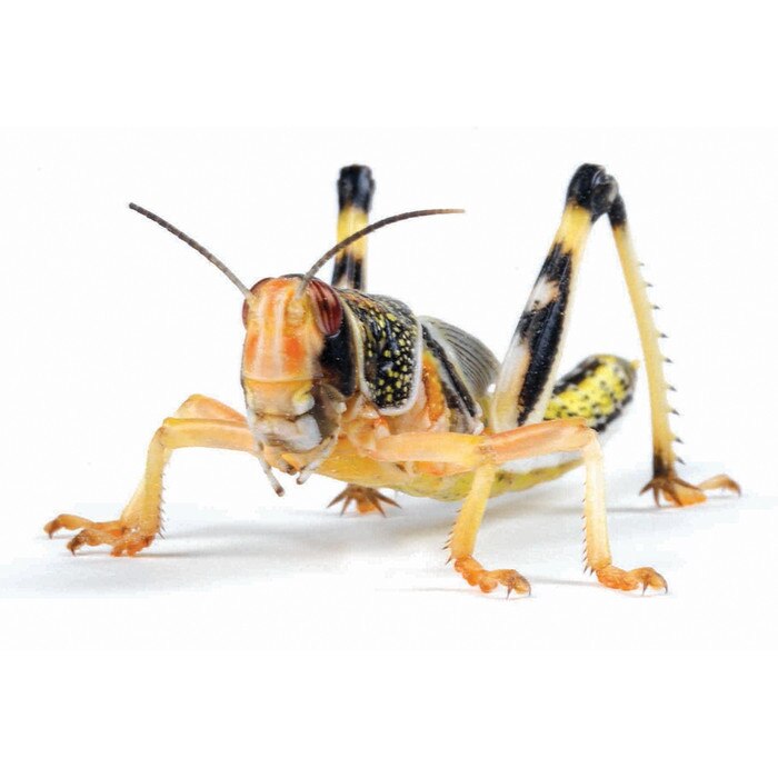 Locust