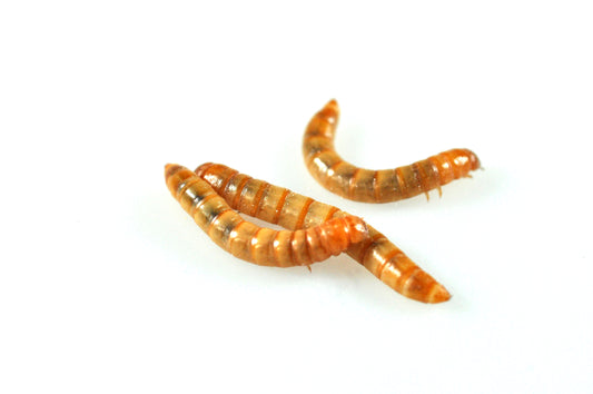 Meal Worms