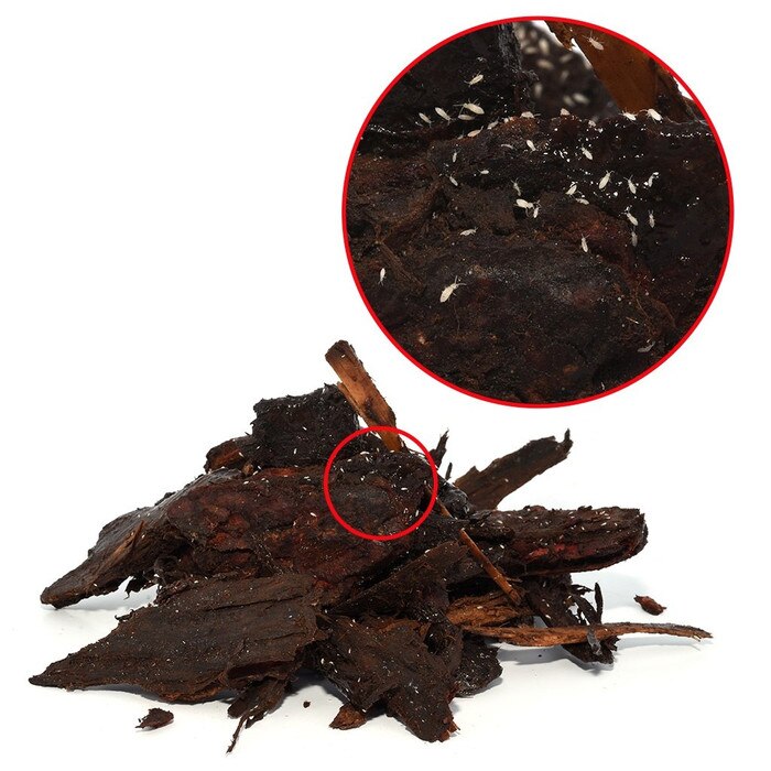SpringTails 80G