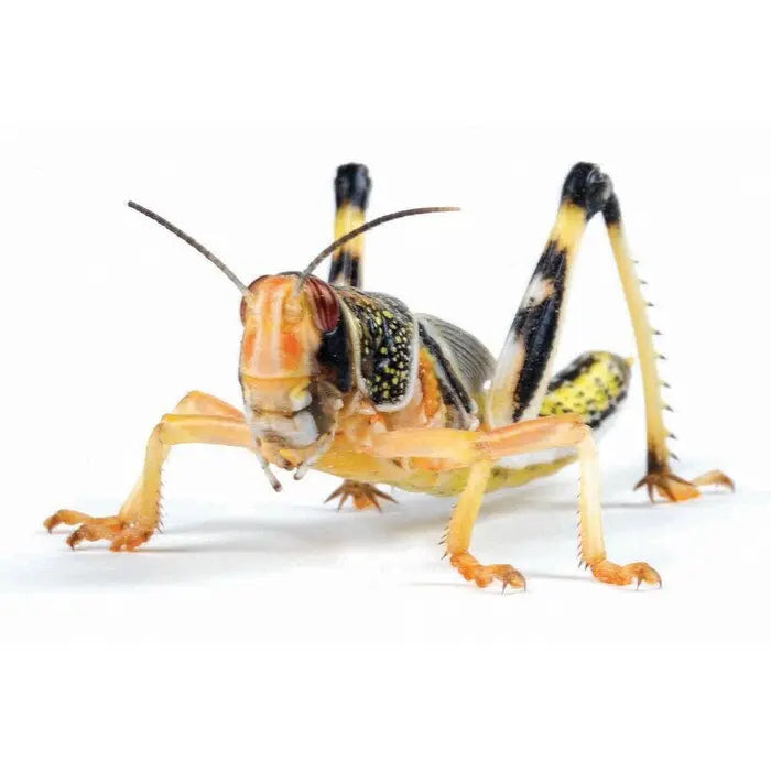Locusts for reptiles | The Reptile Realm