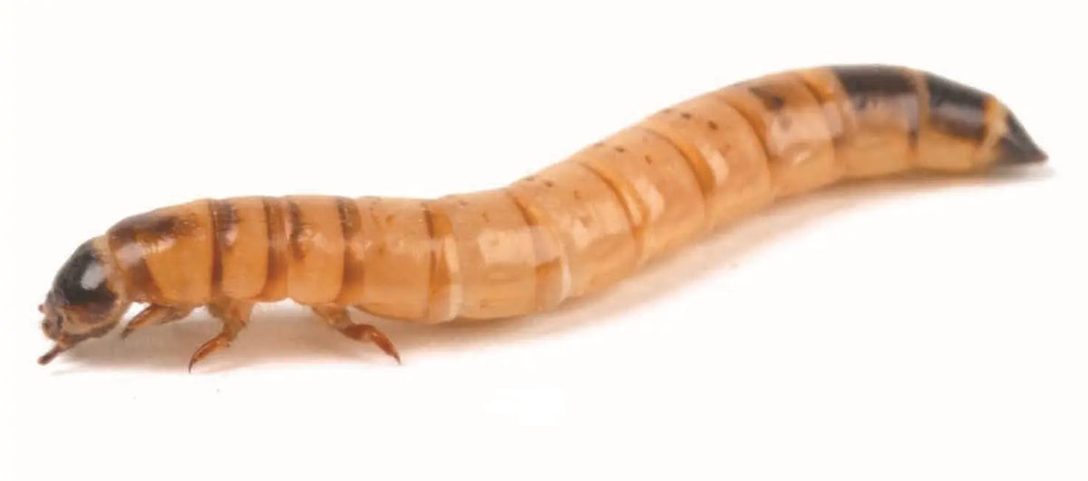Morio Worms | The Reptile Realm