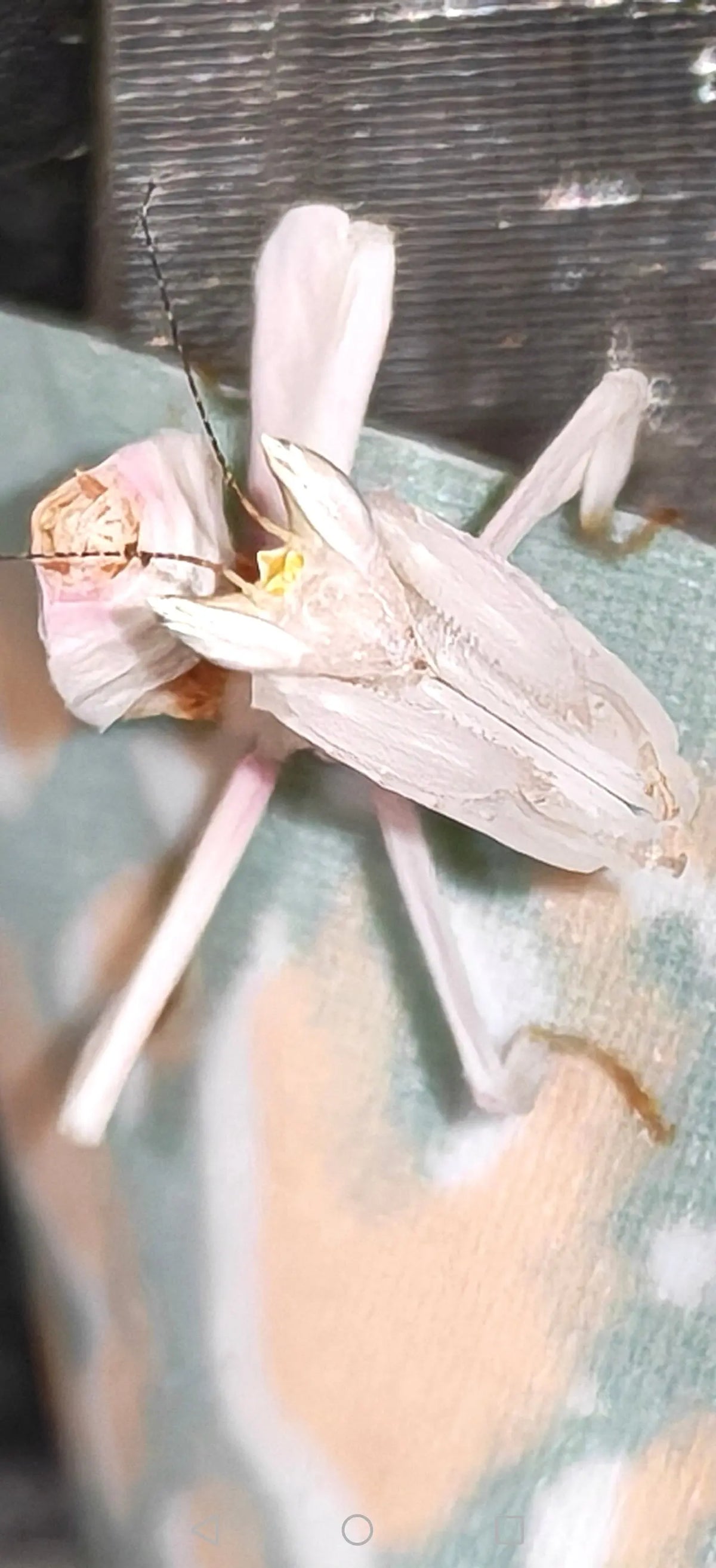 Orchid Mantis With Starter Kit (Acrylic Enclosure) | The Reptile Realm