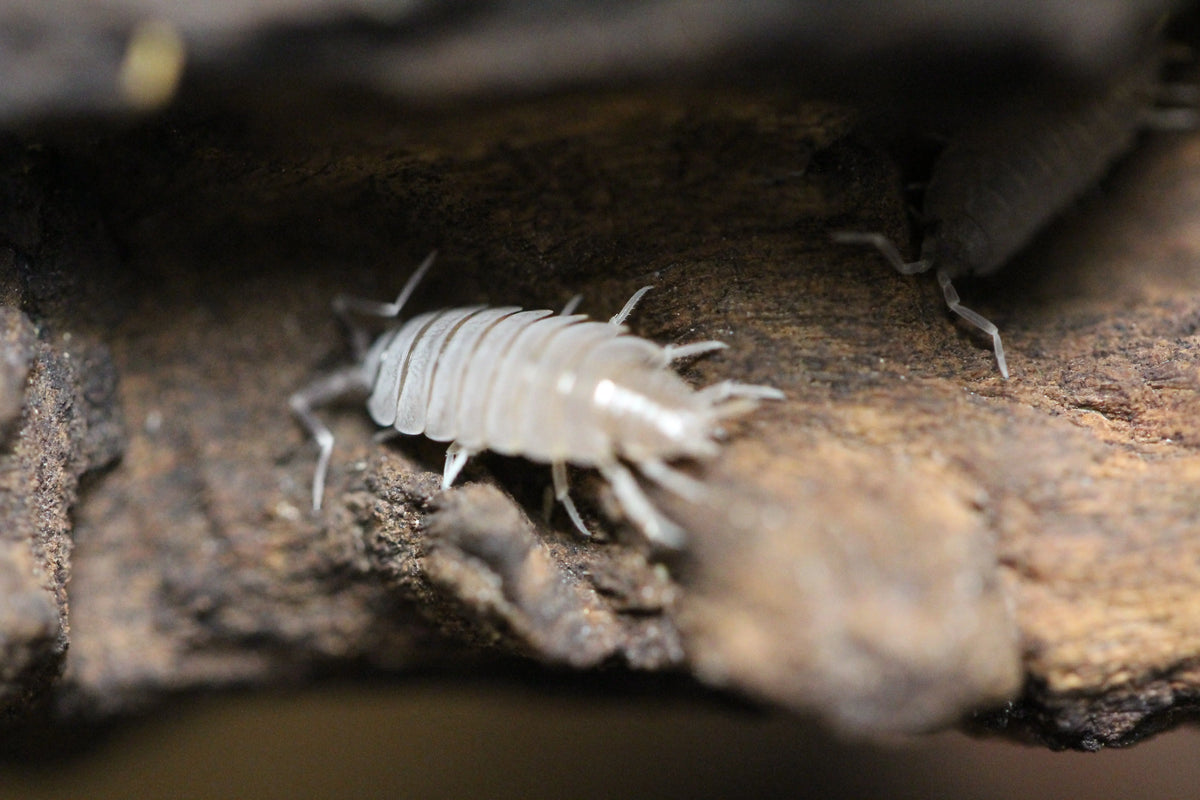 Powder Blue Isopods | The Reptile Realm