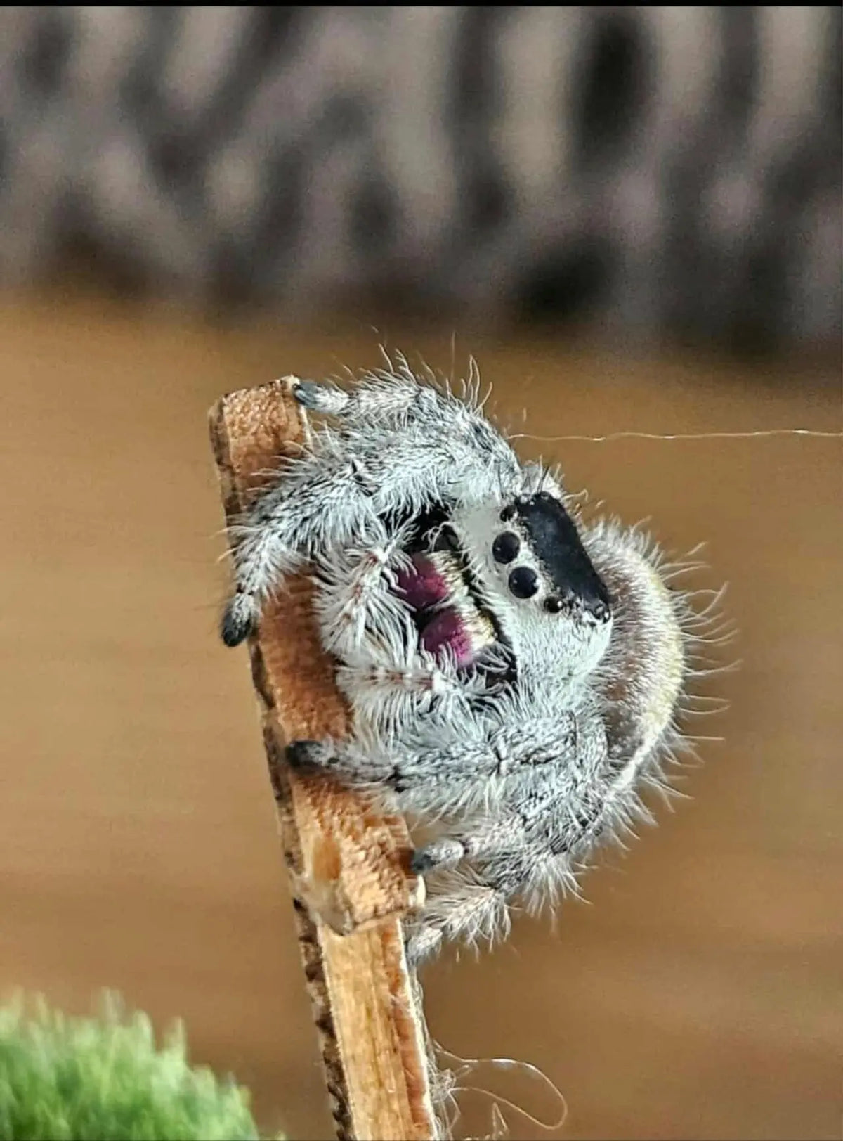 
Regal Jumping Spider (Phidippus regius) (Florida) | The Reptile Realm