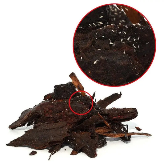 Reptile Springtails 80G | The Reptile Realm