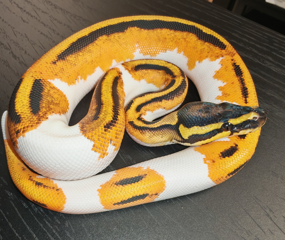 Royal Python - Mixed Morphs | The Reptile Realm