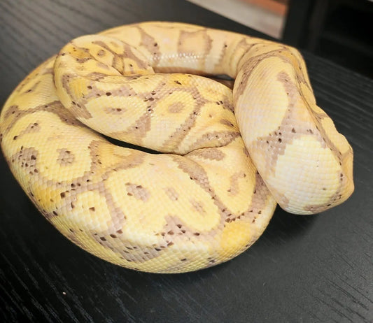 Royal Python - CB24 Banana Ghost (Female) | The Reptile Realm