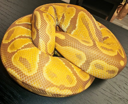 Royal Python - CB24 Phantom Ultramel (Male) | The Reptile Realm