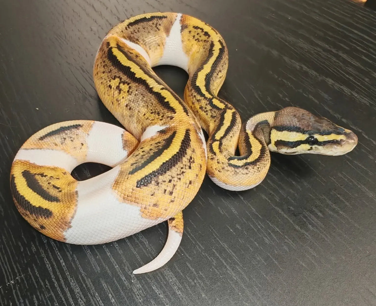 Royal Python - CB25 Pastel Pied (Possible Het Hypo-Male) | The Reptile Realm