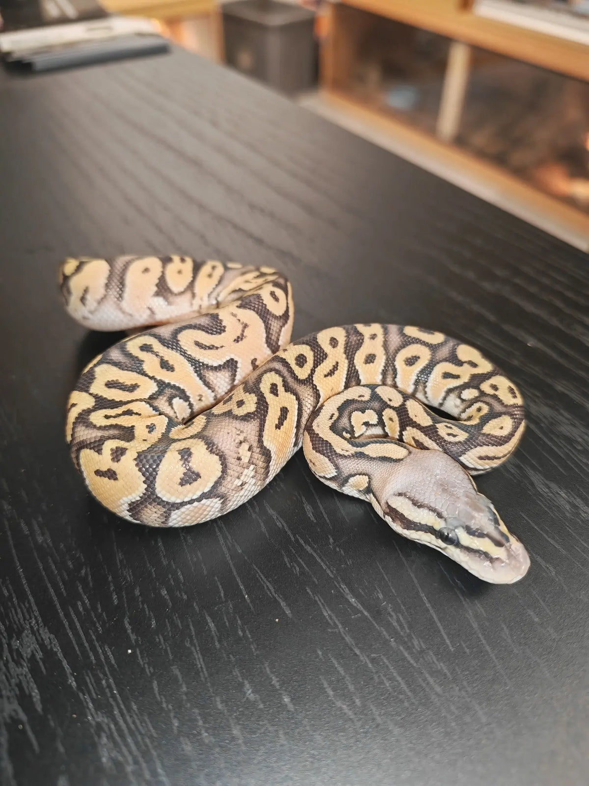 Royal Python - CB25 Super Pastel Ghost (possible Orange Dream) (Possible het Pied ) (Female) | The Reptile Realm