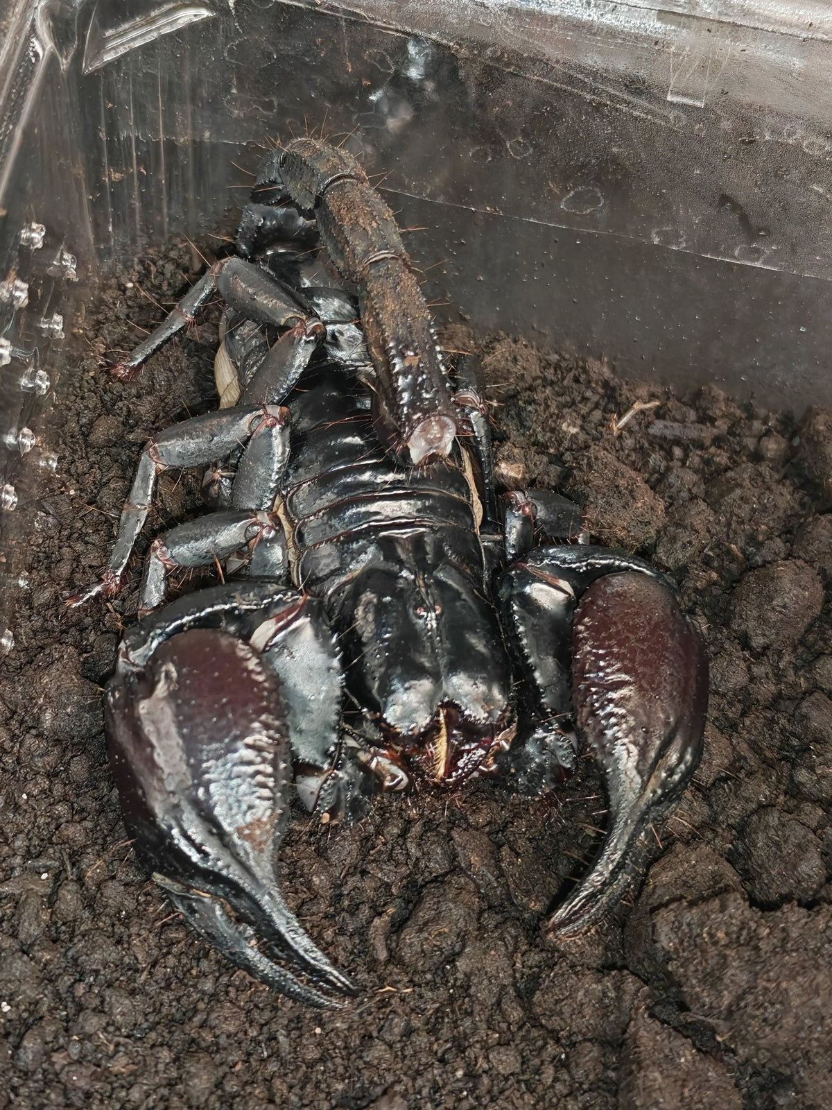 Vietnamese Forest Scorpion | The Reptile Realm
