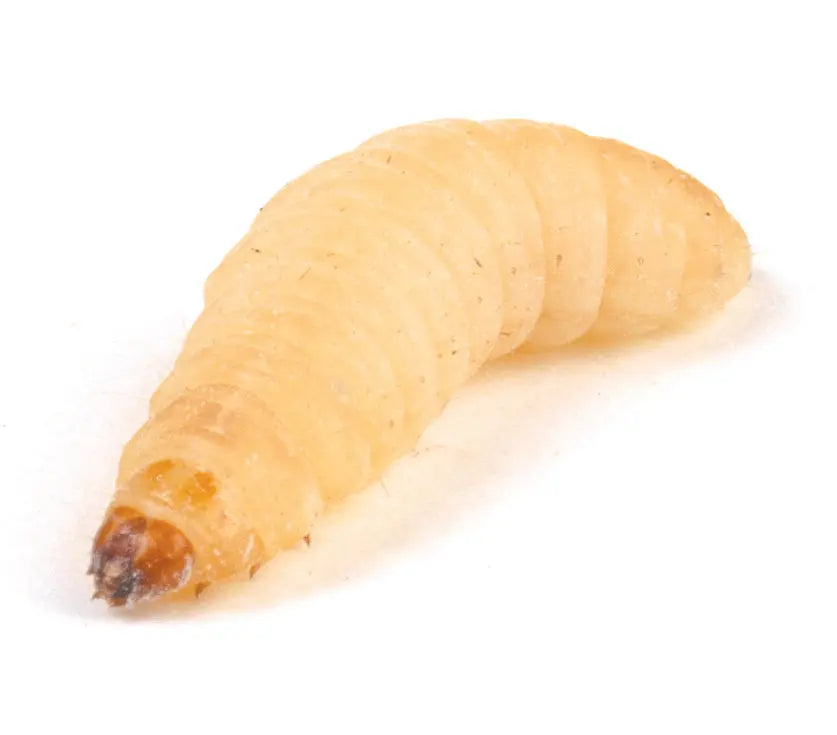 Waxmoth Larvae (Waxworms) 15G | The Reptile Realm